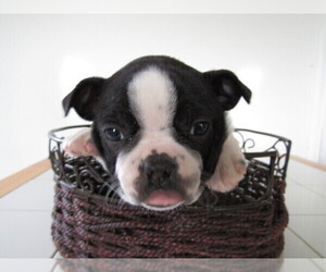 Boston Terrier Puppy for sale in WEBSTER, IN, USA