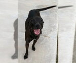 Small #1 Mutt