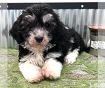 Small Photo #3 Havanese Puppy For Sale in LANSING, IA, USA