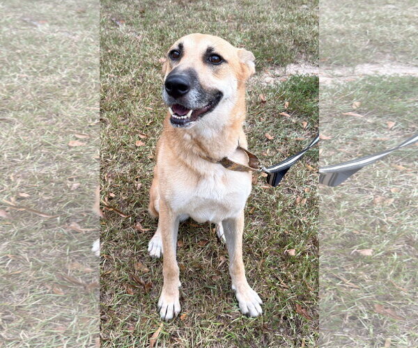 Medium Photo #3 Golden Shepherd Puppy For Sale in Attalka, AL, USA