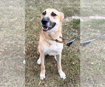 Small #2 Golden Shepherd