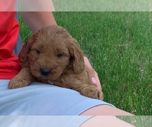 Goldendoodle (Miniature) Puppy for sale in HULL, IA, USA