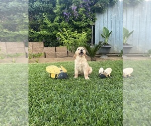 Golden Retriever Puppy for sale in MIRA LOMA, CA, USA