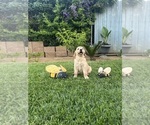 Small Golden Retriever