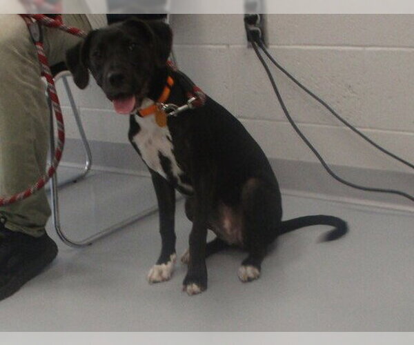 Medium Photo #1 American Pit Bull Terrier-Labrador Retriever Mix Puppy For Sale in Ocala, FL, USA