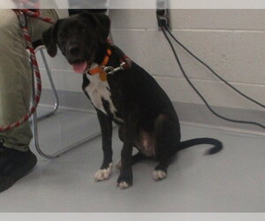 American Pit Bull Terrier-Labrador Retriever Mix Dogs for adoption in Ocala, FL, USA