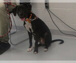 UME - Female American Pit Bull Terrier-Labrador Retriever Mix Dog for Adoption - Small photo