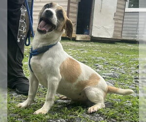 Mutt Dogs for adoption in Wetumpka, AL, USA