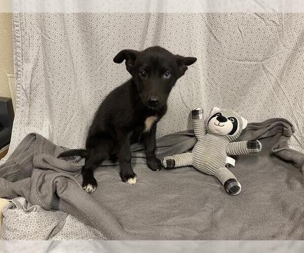 Medium Photo #1 Gerberian Shepsky Puppy For Sale in Modesto, CA, USA