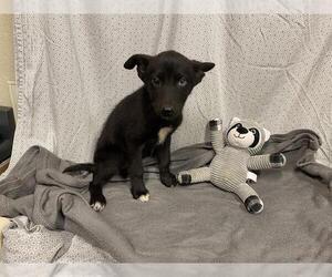 Gerberian Shepsky Dogs for adoption in Modesto, CA, USA