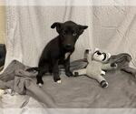 Small Gerberian Shepsky