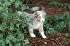 Small Photo #11 Miniature Australian Shepherd Puppy For Sale in MOUNT VERNON, WA, USA