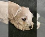 Puppy Polar Schnauzer (Miniature)