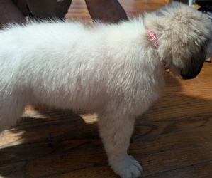 Great Pyrenees Puppy for sale in THOMPSON, OH, USA