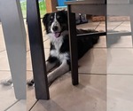 Small Australian Shepherd