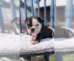 Small #10 English Bulldog