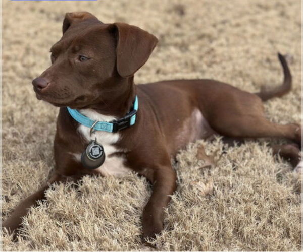 Medium Photo #1 Chihuahua-Unknown Mix Puppy For Sale in Westwood, NJ, USA