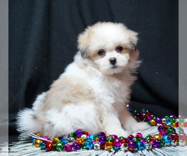 Medium Photo #9 Maltipom Puppy For Sale in ROCK VALLEY, IA, USA