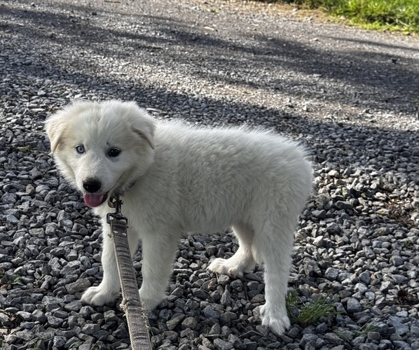 Medium Photo #2 Great Pyrenees Puppy For Sale in CANOGA, NY, USA