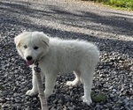 Small #1 Great Pyrenees