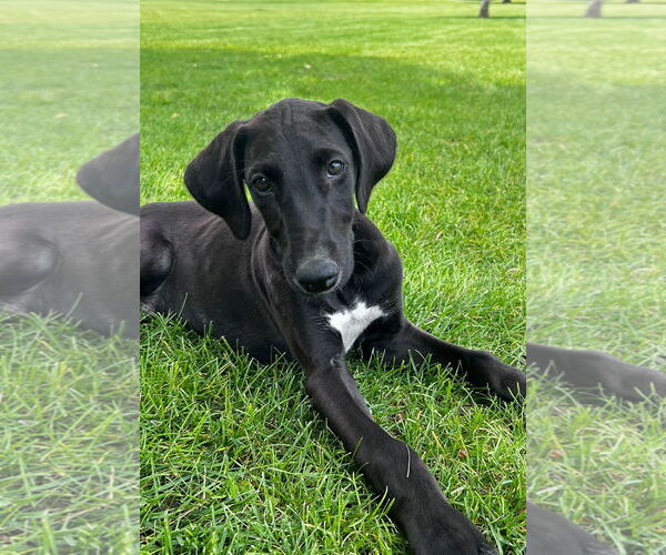 Medium Photo #1 Greyhound-Unknown Mix Puppy For Sale in Laramie, WY, USA