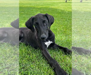 Greyhound-Unknown Mix Dogs for adoption in Laramie, WY, USA