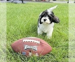 Puppy Bruce Cavapoo