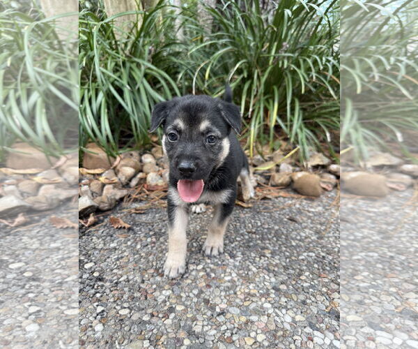 Medium Photo #1 Labrador Retriever-Unknown Mix Puppy For Sale in The Woodlands, TX, USA