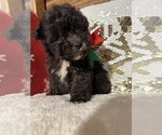 Small Photo #2 Poodle (Miniature) Puppy For Sale in BARNETT, MO, USA