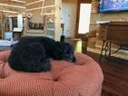 Small Photo #1 Poodle (Standard) Puppy For Sale in FISHERS, IN, USA