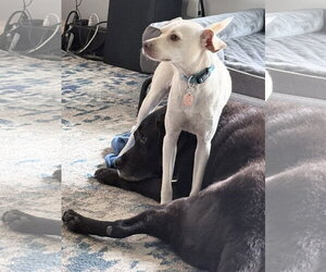 Rex - Male Labrador Retriever-Unknown Mix Dog for Adoption - Photo #5