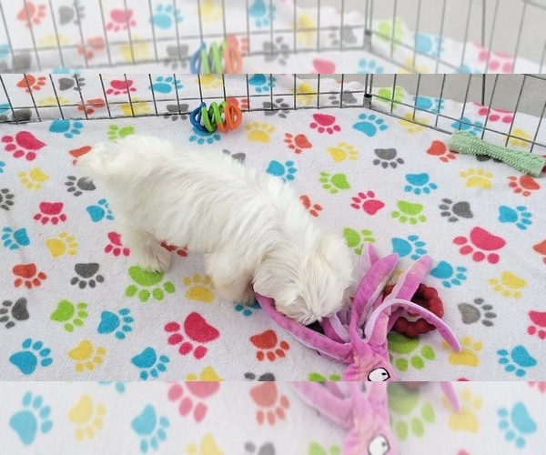 Medium Photo #2 Zuchon Puppy For Sale in ORO VALLEY, AZ, USA