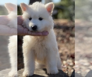 Siberian Husky Puppy for sale in YADKINVILLE, NC, USA