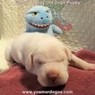 Small Photo #31 Dogo Argentino Puppy For Sale in JANE, MO, USA