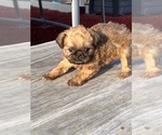 Small #4 Brussels Griffon
