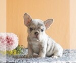 Small #2 French Bulldog