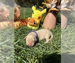 Small #3 Labrador Retriever