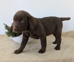 Puppy Evi Labrador Retriever