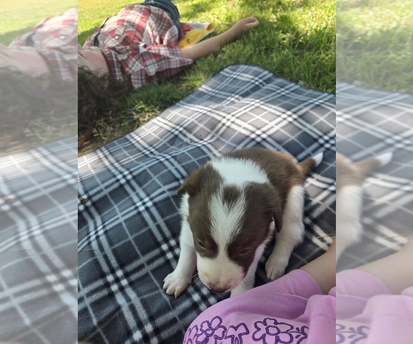 Medium Photo #3 Border Collie Puppy For Sale in LEBANON, MO, USA