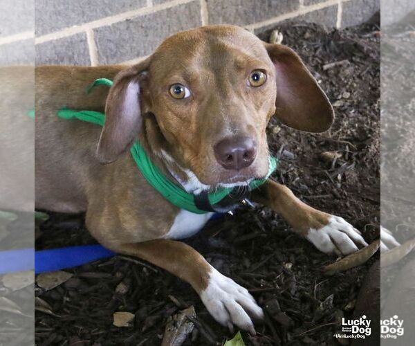 Medium Photo #4 Beagle-Retriever  Mix Puppy For Sale in Washington, DC, USA