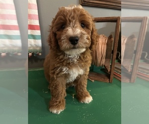 Goldendoodle (Miniature) Puppy for sale in LAWRENCE, MI, USA