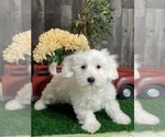 Image preview for Ad Listing. Nickname: Apollo