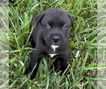 Small Labrador Retriever Mix