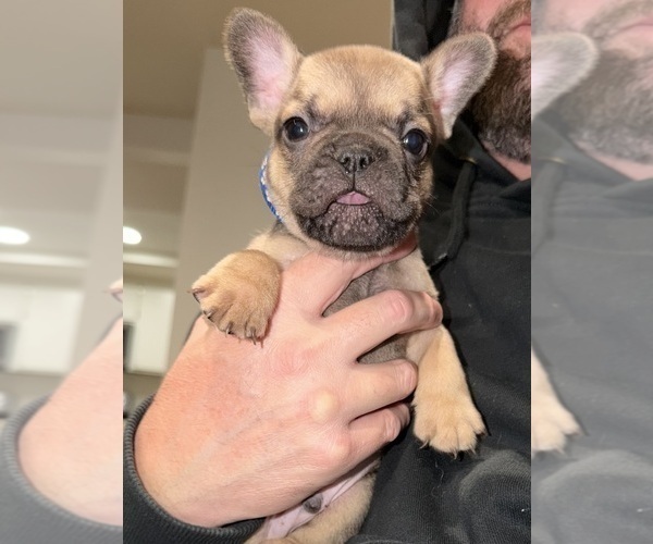 Medium Photo #2 French Bulldog Puppy For Sale in SACRAMENTO, CA, USA