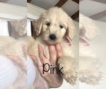 Small Photo #67 Goldendoodle Puppy For Sale in N HIGHLANDS, CA, USA