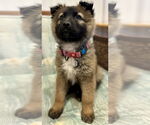 Small #16 German Shepherd Dog