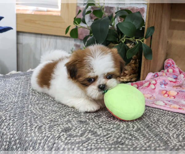 Medium Photo #4 Shih Tzu Puppy For Sale in SYRACUSE, IN, USA