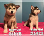 Small Photo #1 Alaskan Malamute Puppy For Sale in ELM MOTT, TX, USA