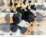 Small Photo #11 German Shepherd Dog Puppy For Sale in YELM, WA, USA