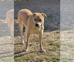 Small #2 Labrador Retriever Mix
